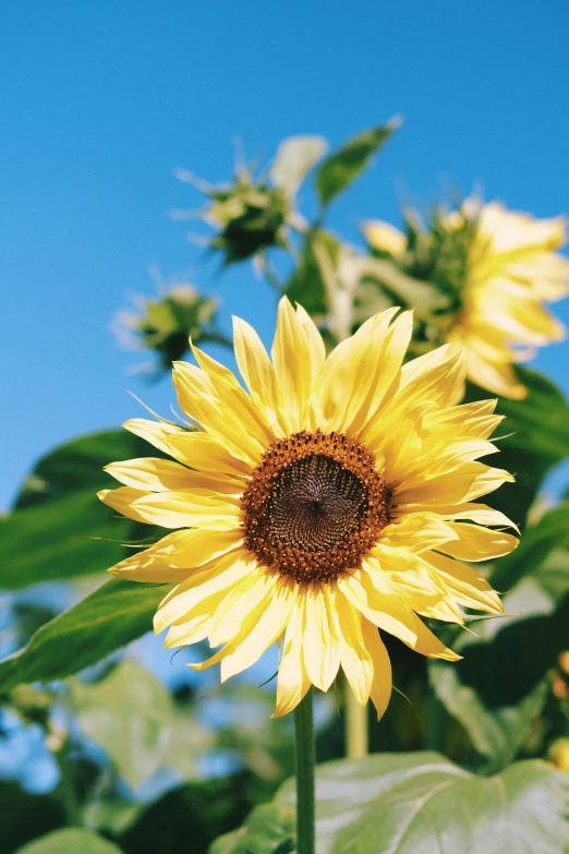 a yellow sunflower blooming at the top of a tall, green plant