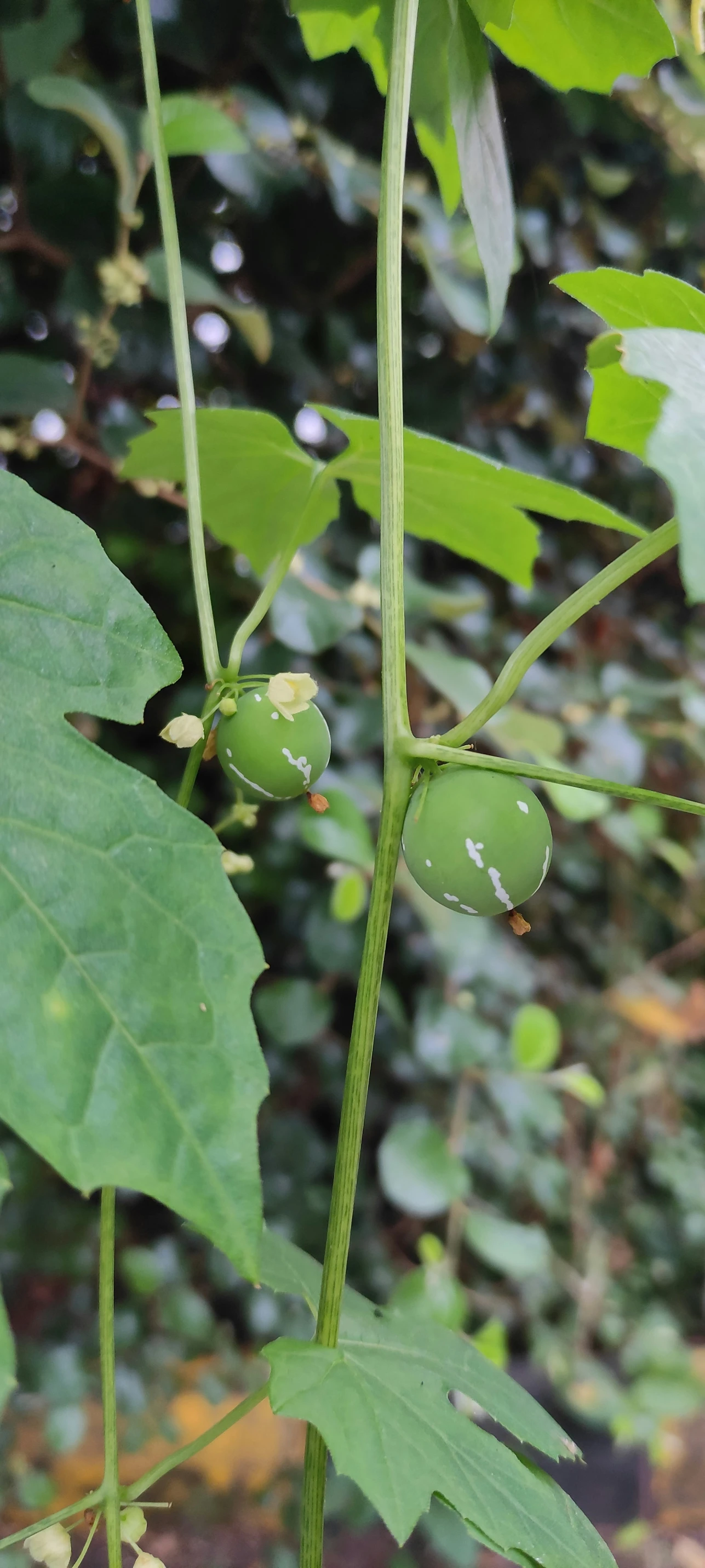 green vegetables are growing in a forest