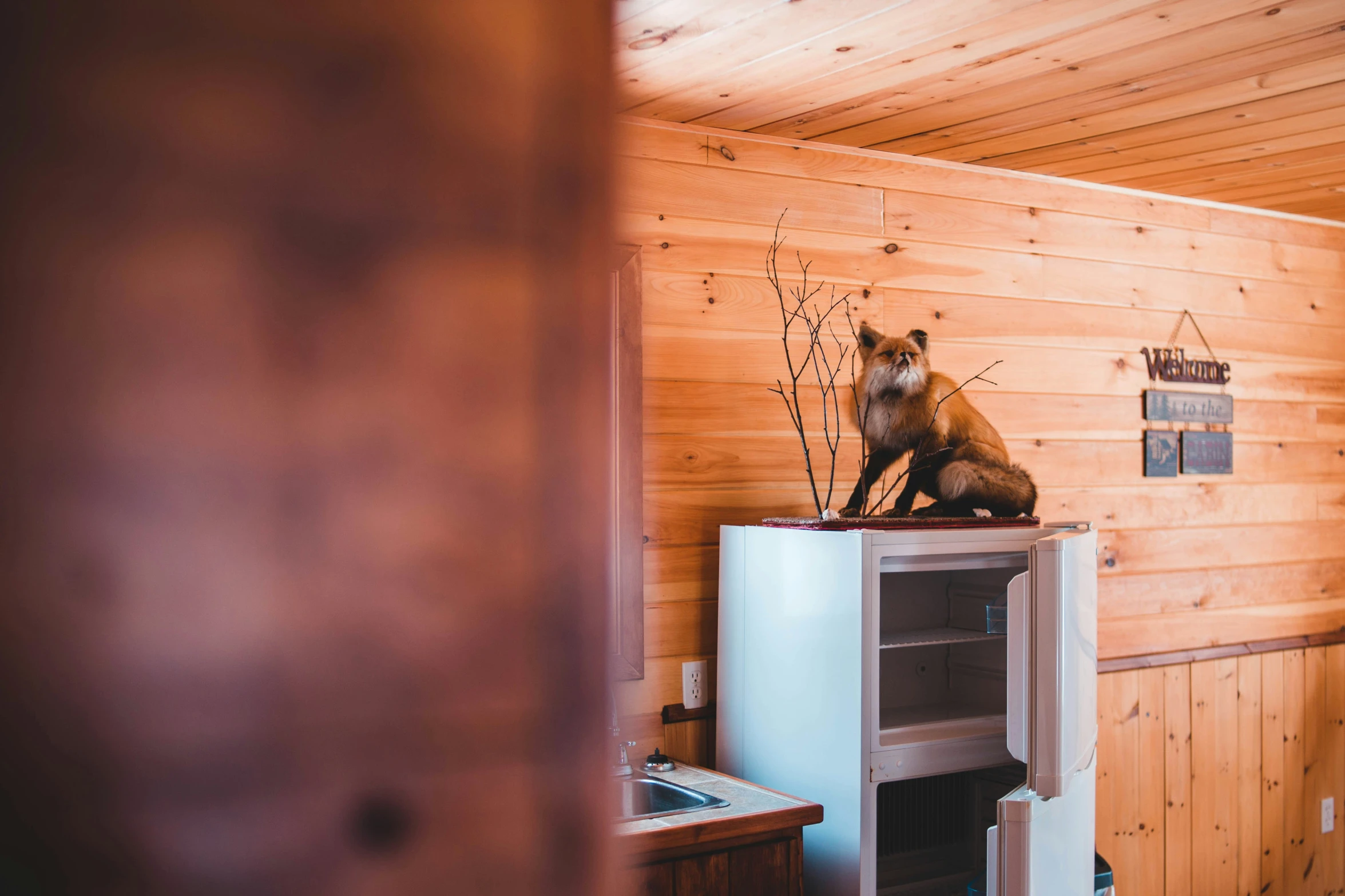 there is a dog that is sitting on top of a refrigerator