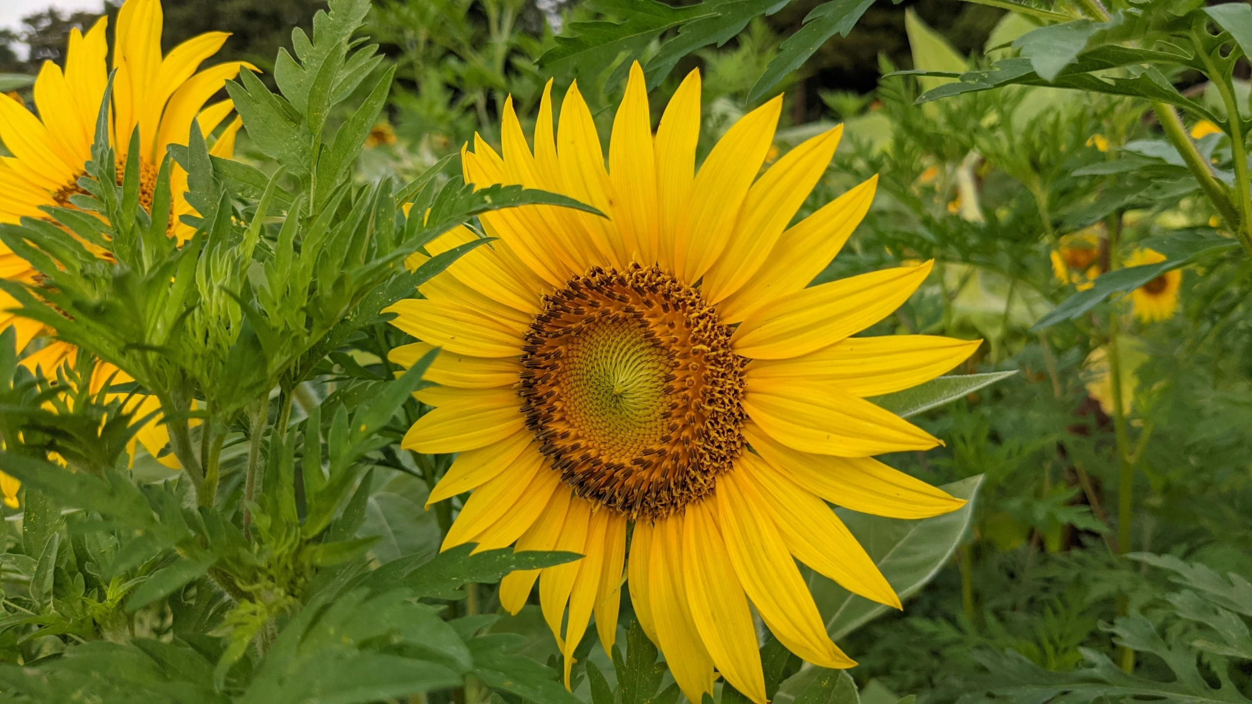 large yellow sunflower on a sunny day