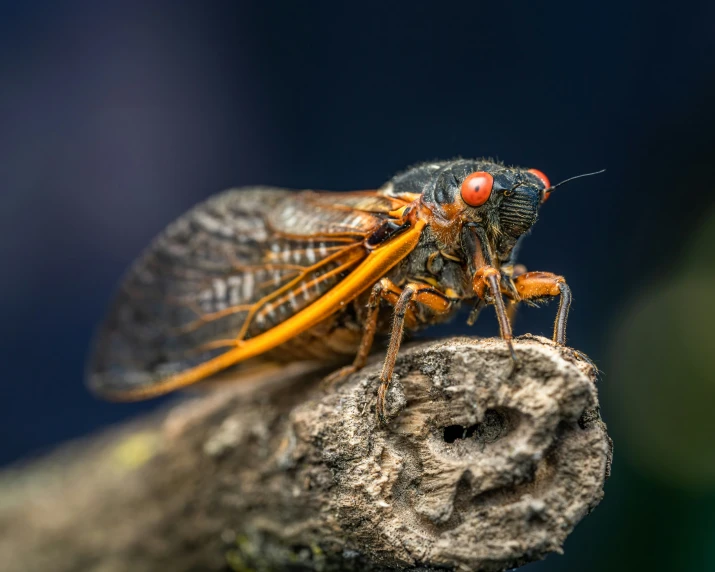 a pair of orange and red bugs sit on the top of a nch