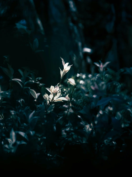 a picture of flowers in the middle of some leaves