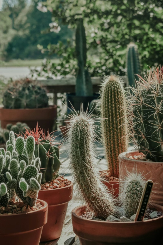 there are many cactus plants in the pot on the table