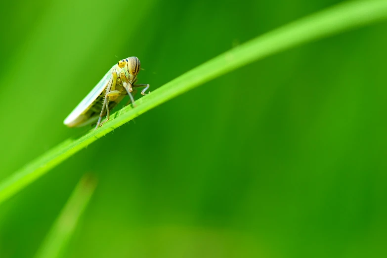 a grasshopper sitting on the top of a green leaf