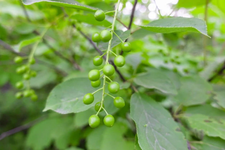 green berries growing on the leaves of a tree