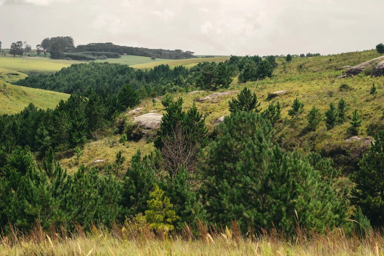 a grassy hill with trees in it and the sky above