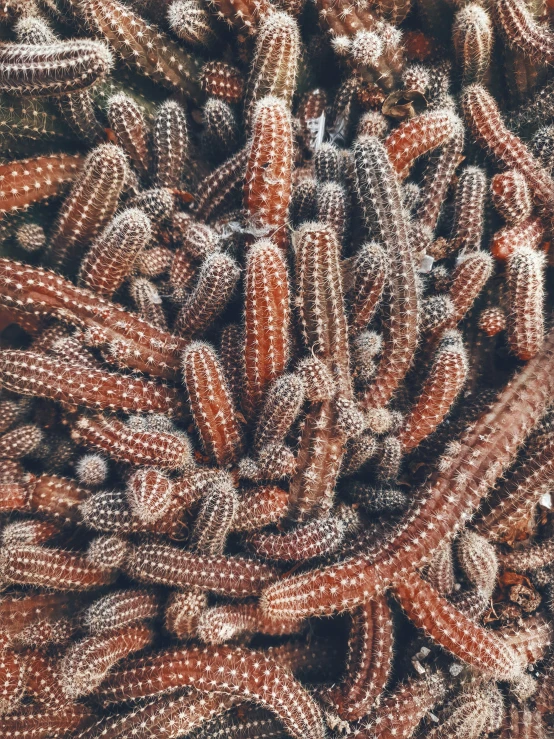 some orange and white colored beads in a pattern