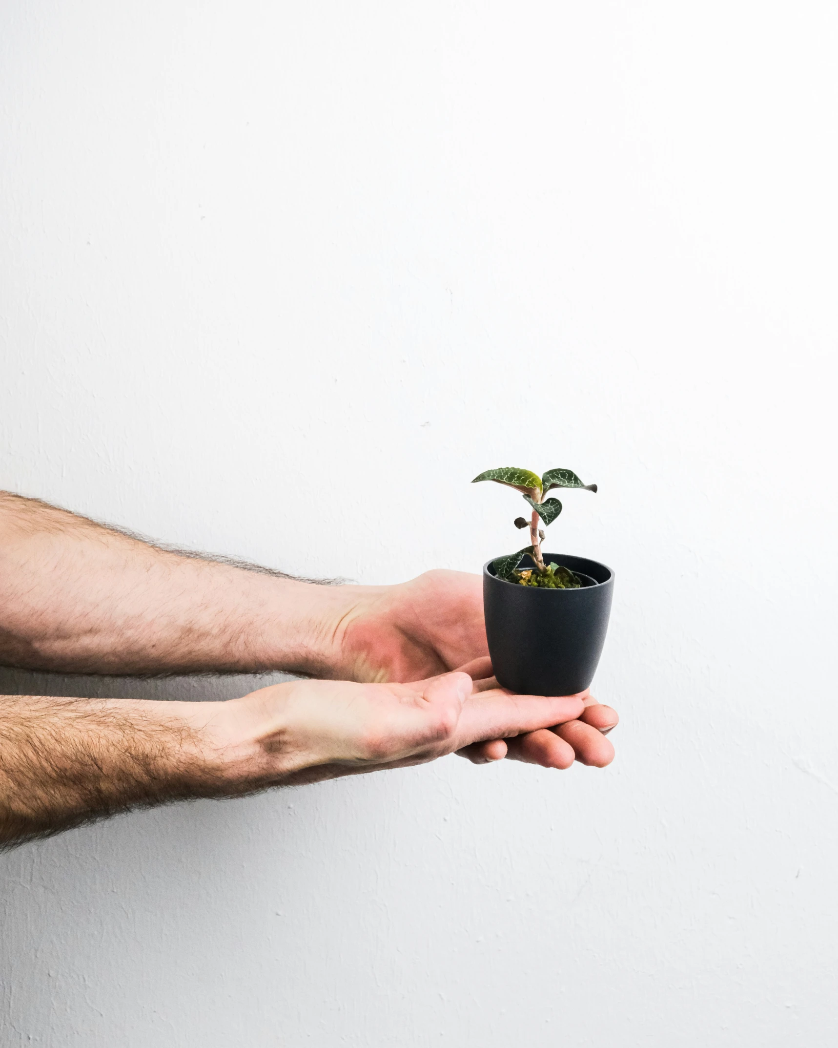 a man holding in hand a small plant