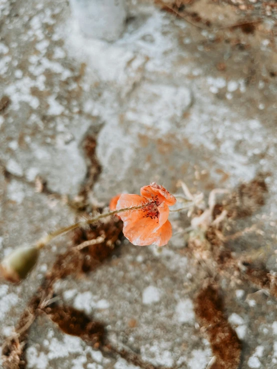 a flower that is on top of a rock