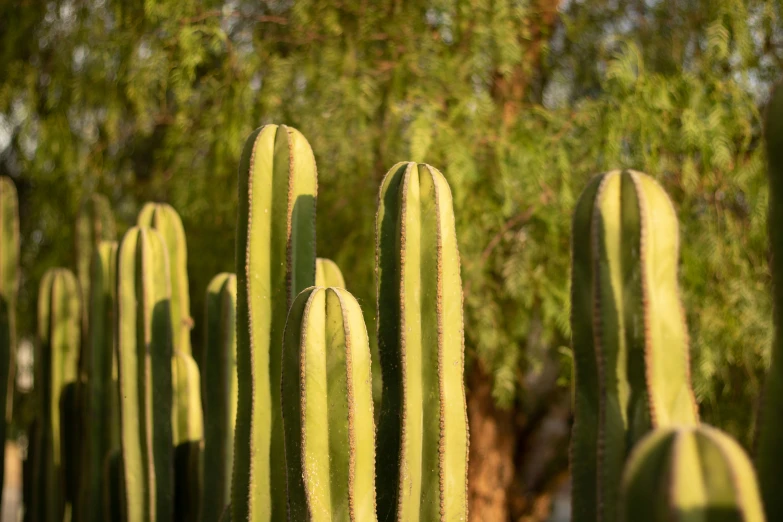 a bunch of green cactuses standing in the grass