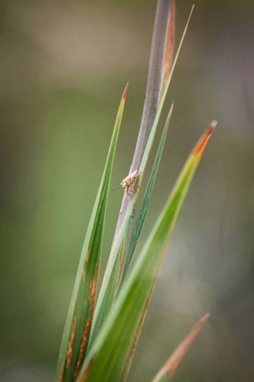 a small bug is perched on the top of a plant