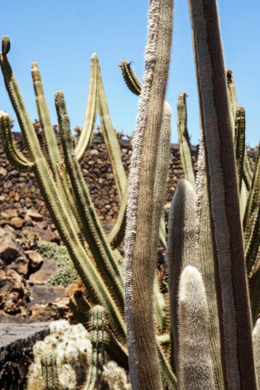 many large cactus plants growing out of the ground