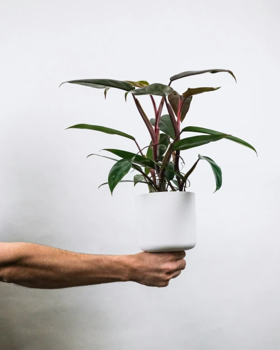 a person holding a white plant in a bowl