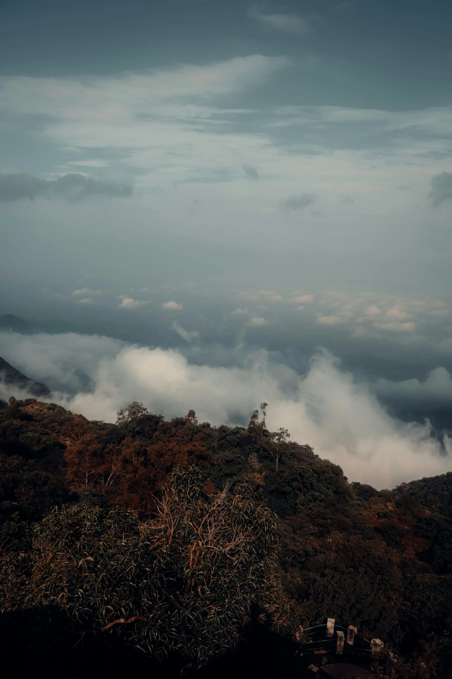 a forested area with a lot of clouds and trees