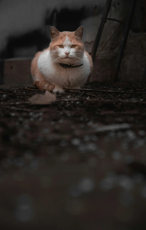 an orange and white cat is sitting on the floor looking up