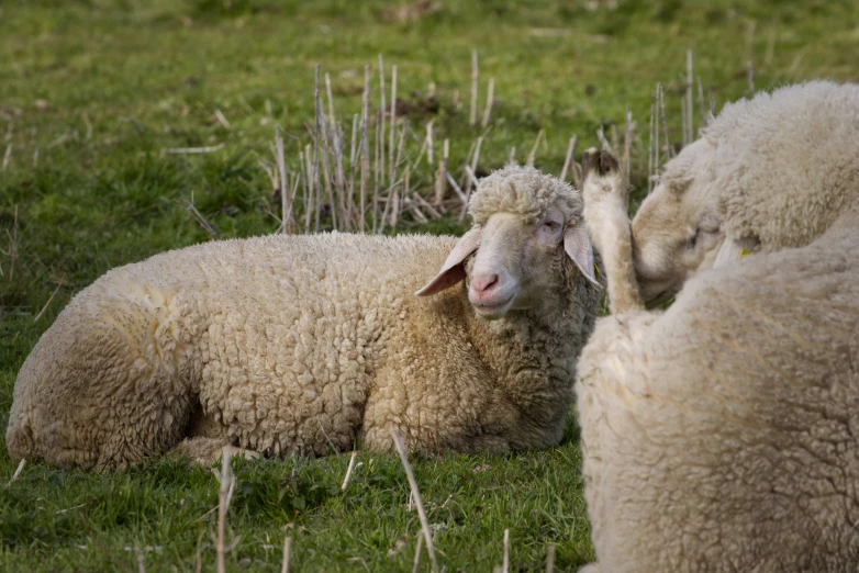 a herd of sheep are laying on some grass