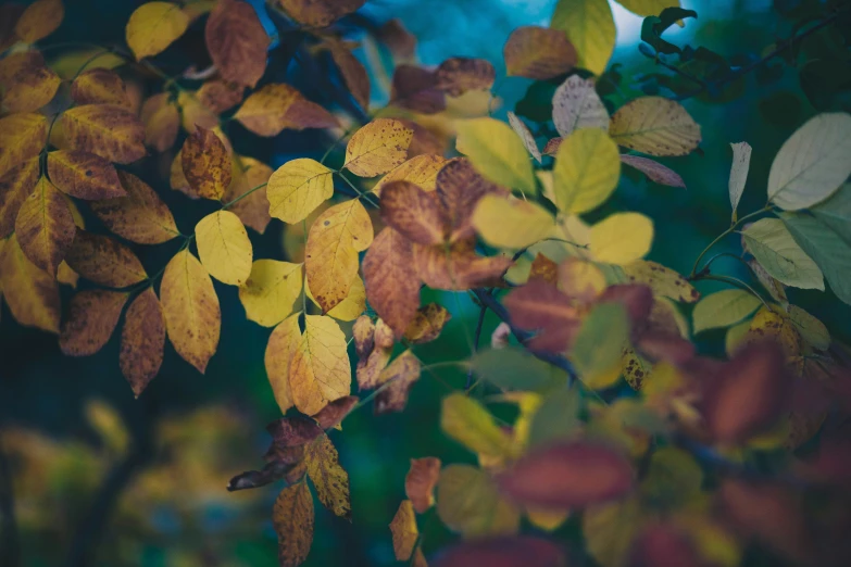 close up of a tree with colorful leaves