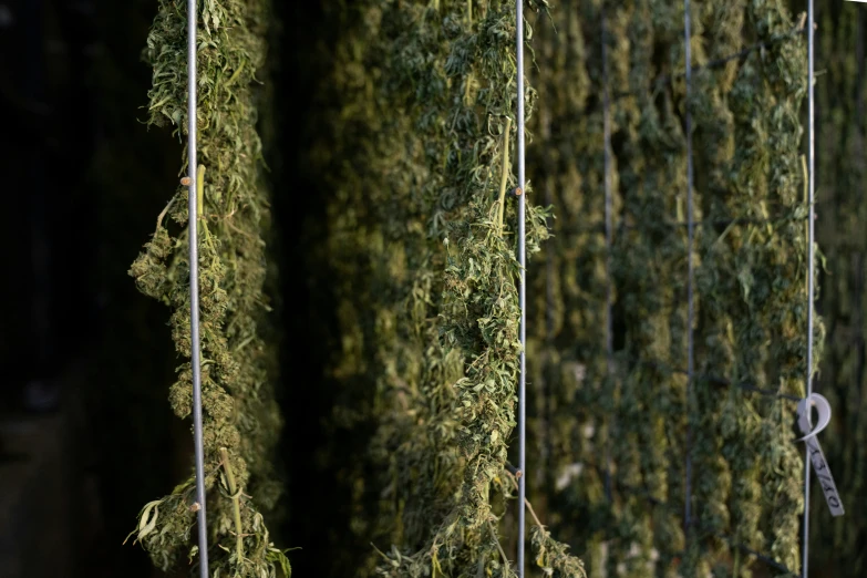 a large mossy tree with several keys hanging