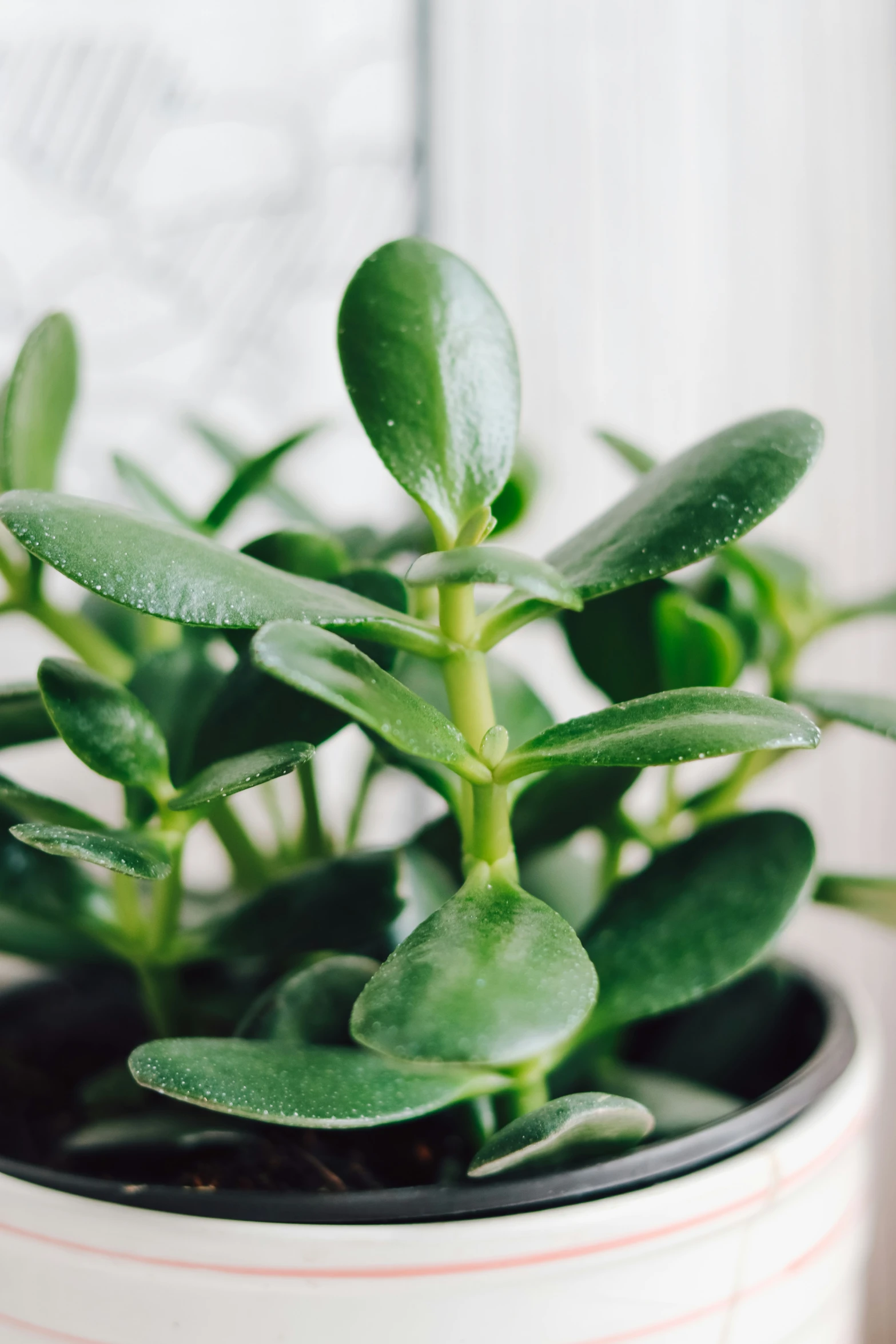 a small green plant growing in a pot