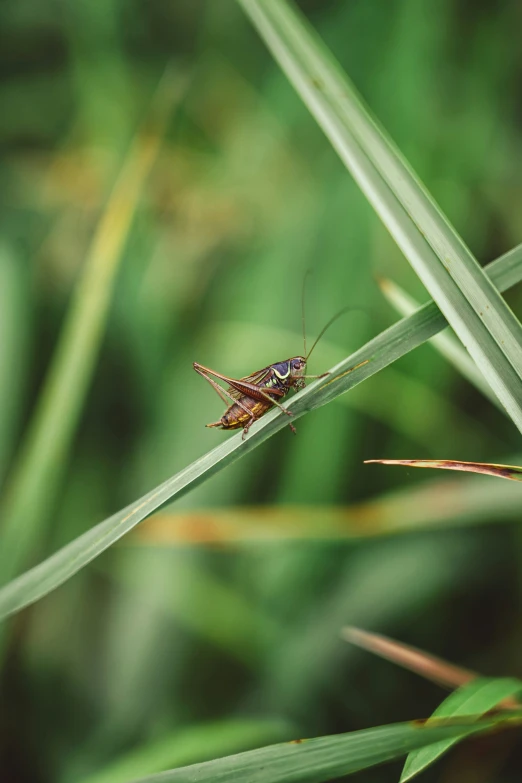 a grass bug sitting on the back of a plant