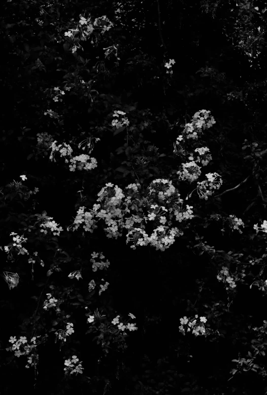 black and white pograph of flowers in the dark