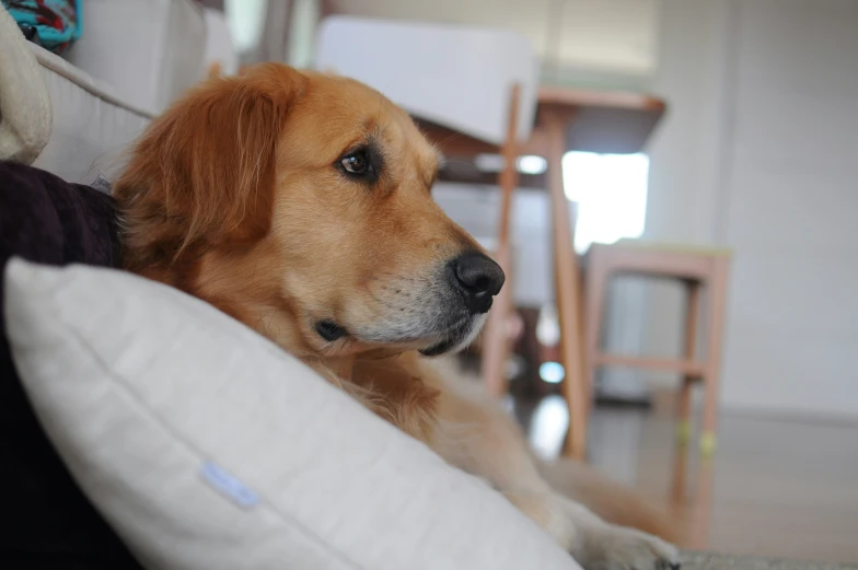 a dog is resting on the pillow in his own living room