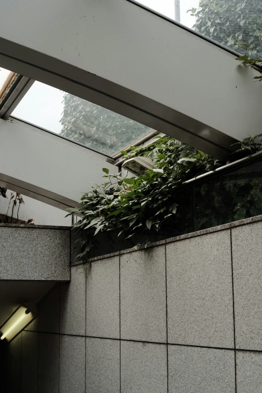 a small tree on top of the wall next to the window