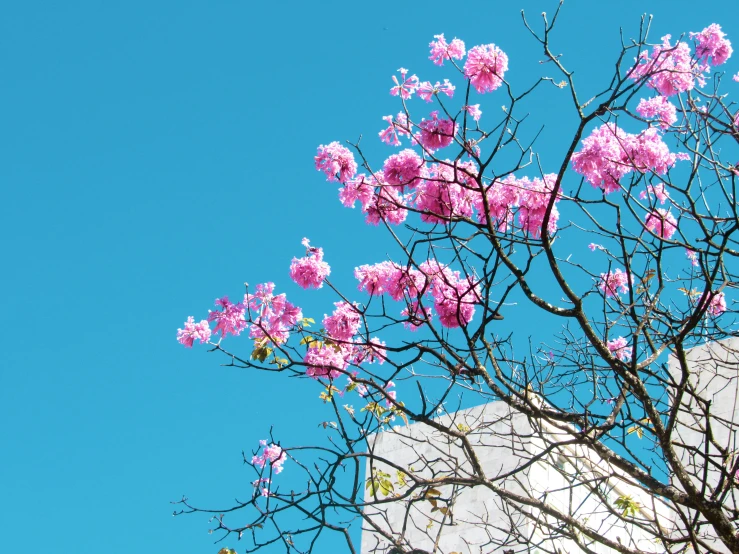 a flowering nch of a tree with purple flowers against the sky