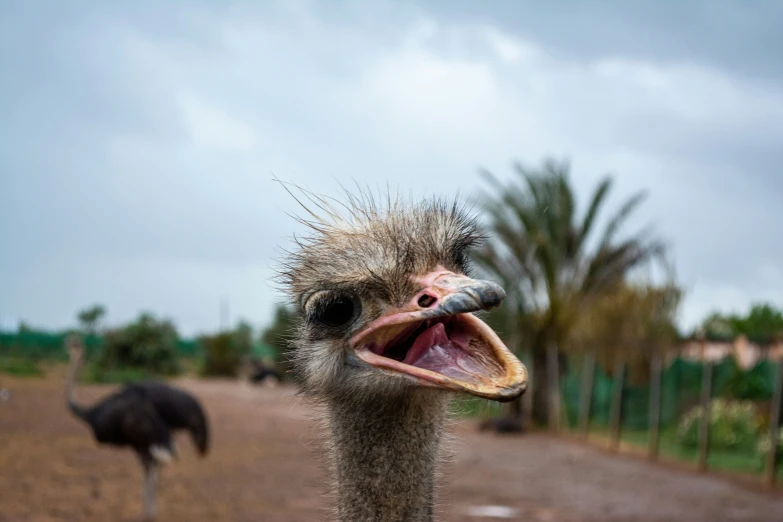 an ostrich with his mouth open with the background a fence