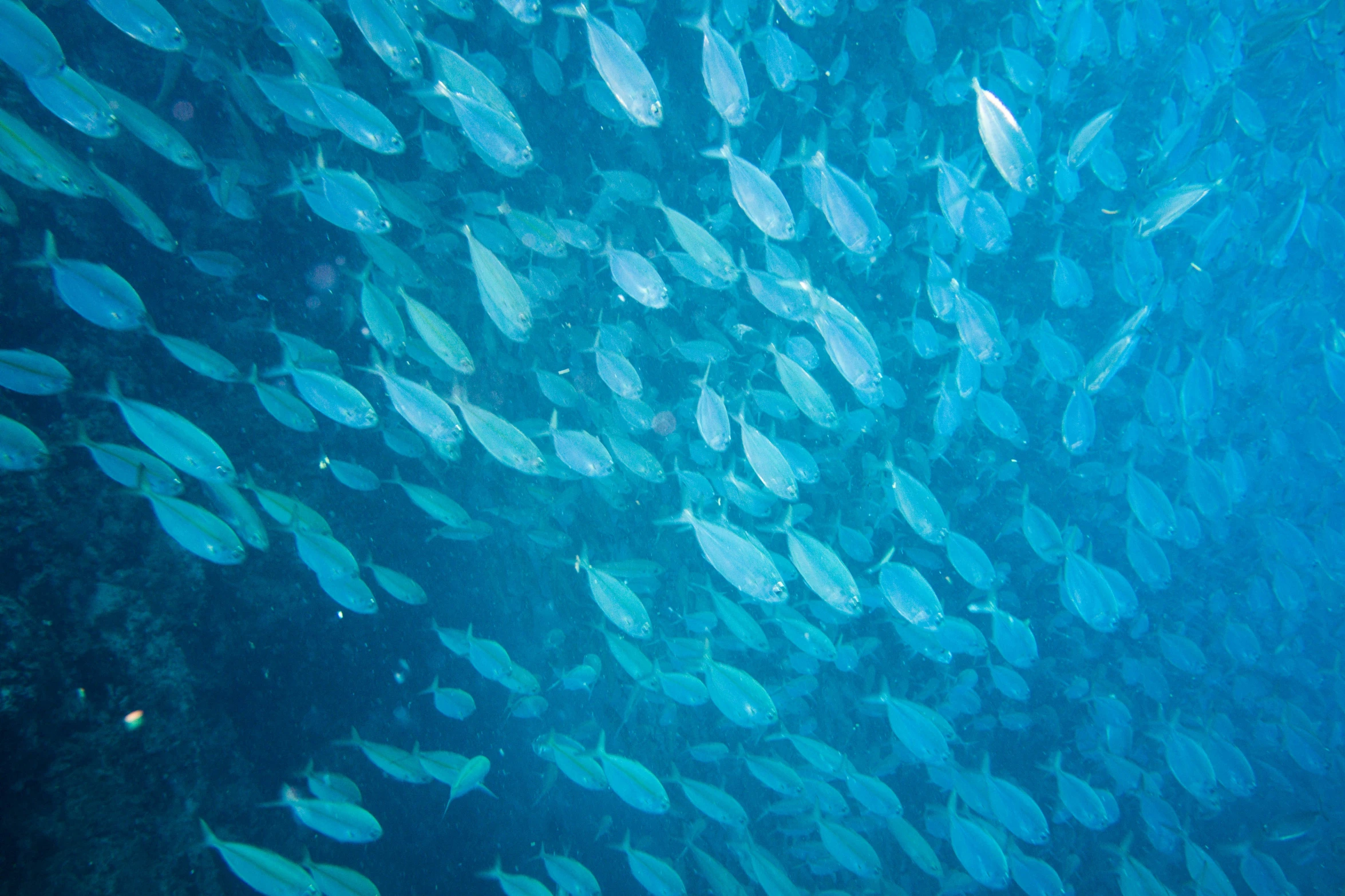 a bunch of fish that are swimming together