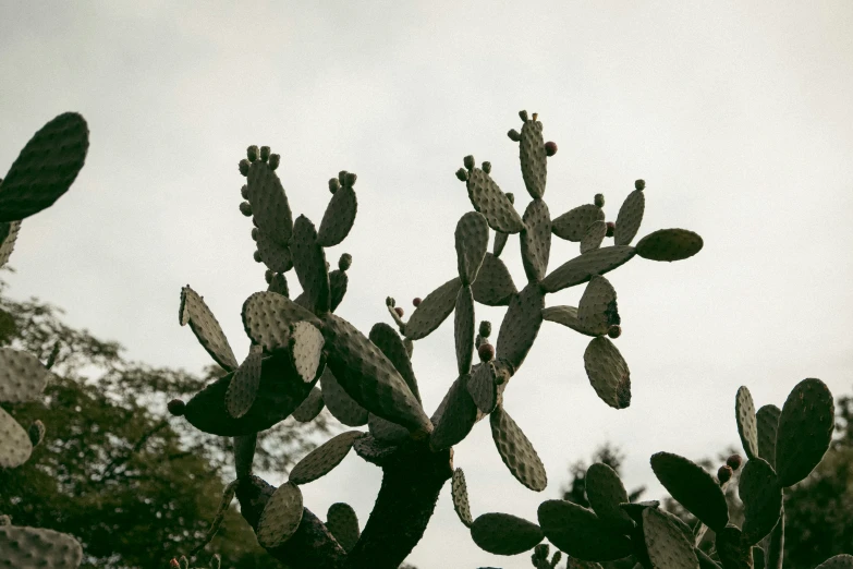 a cactus plant on a cloudy day