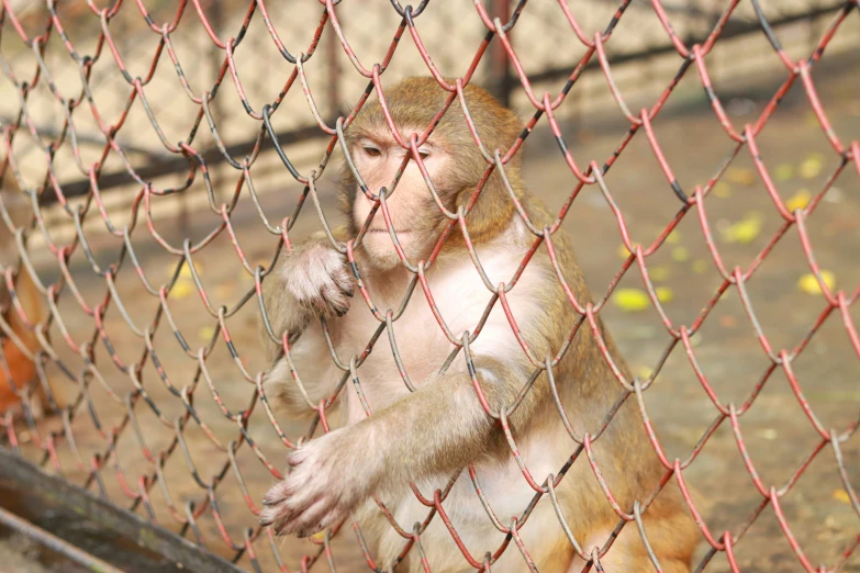 a monkey sits behind a red fence looking at soing