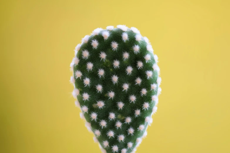 the tiny green cactus has white dots on it