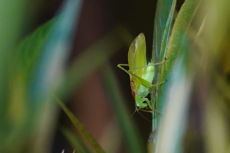 the grasshopper is resting on the blades of the plant