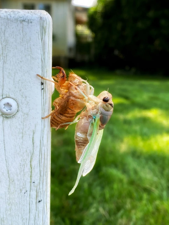 a bug with wings on it in the grass