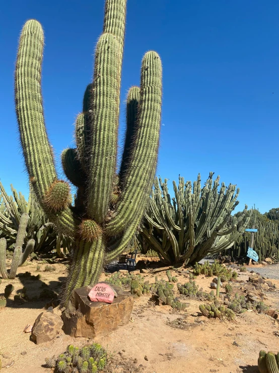 a large cactus and some plants on a sunny day