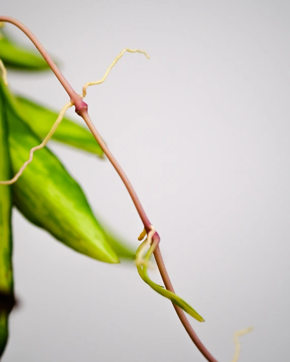 a very green leaf is hanging down from the stem