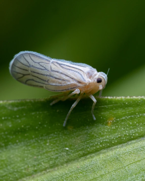 a small bug sitting on top of a green leaf