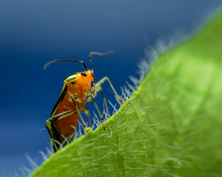 an orange and black bug with a long neck and legs