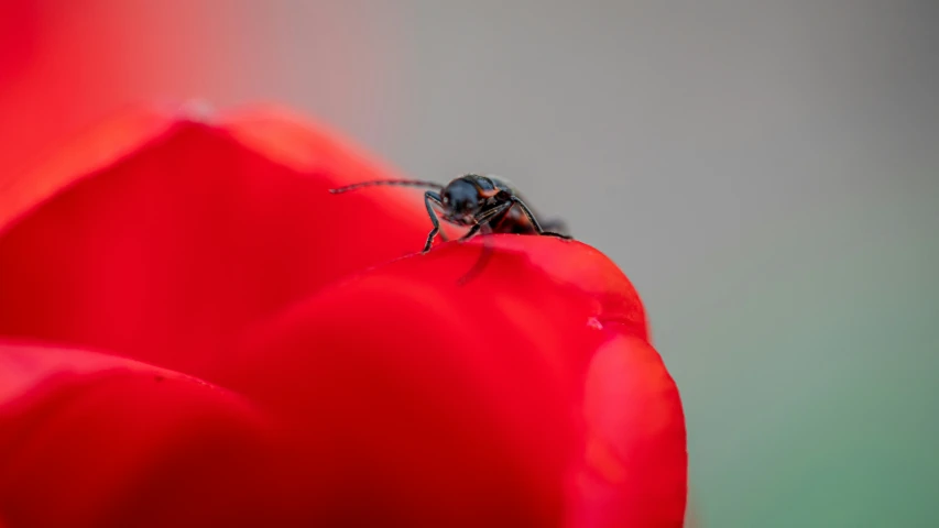 the fly is on the red flowers with gray background