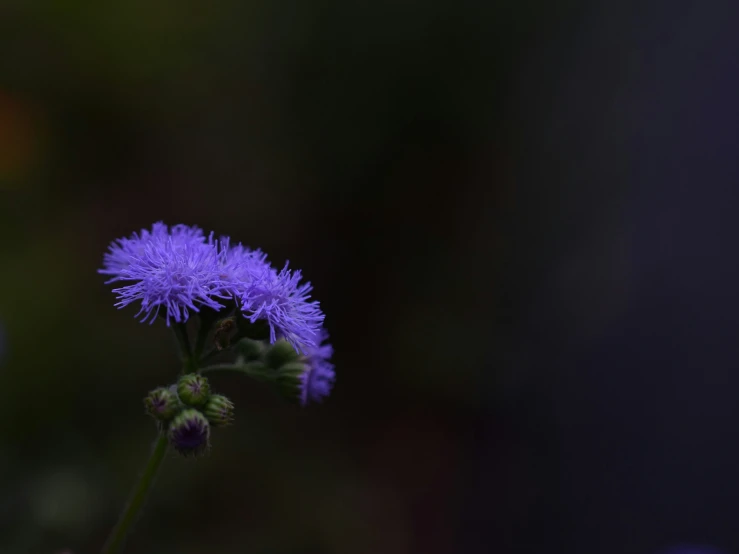 a purple flower is seen through the blurry background