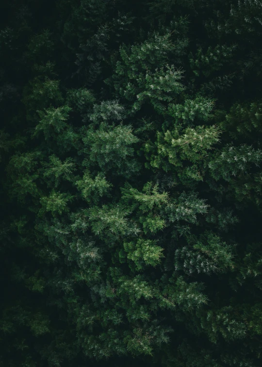 trees looking down in the air while they are surrounded by leaves