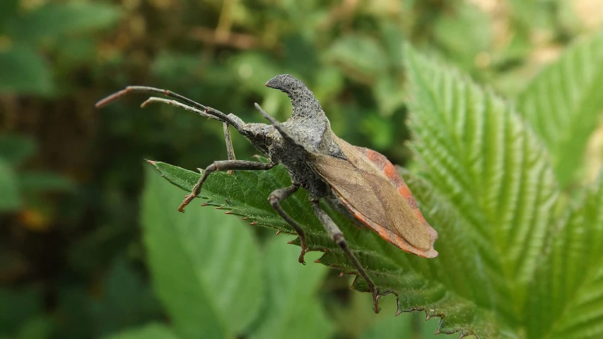 a beetle sits on a green plant with leaves