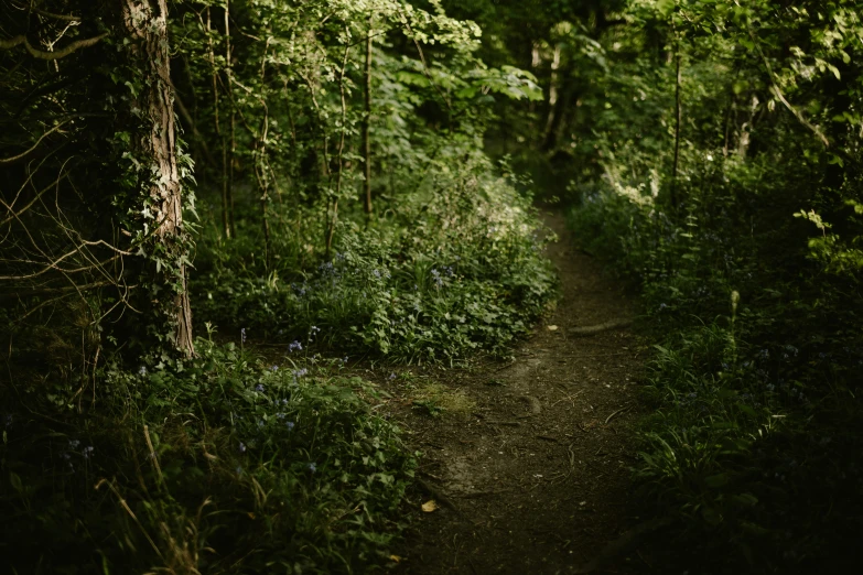a trail winds through the middle of an overgrown, green forest