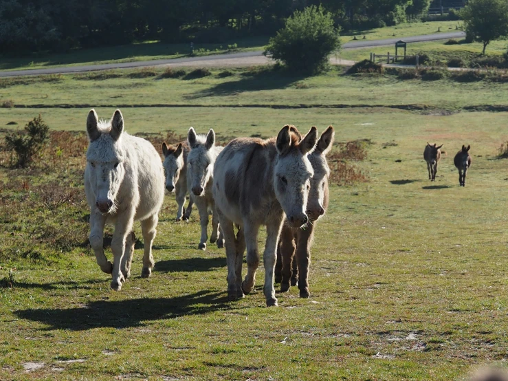 several horses on a grassy plain walking behind them