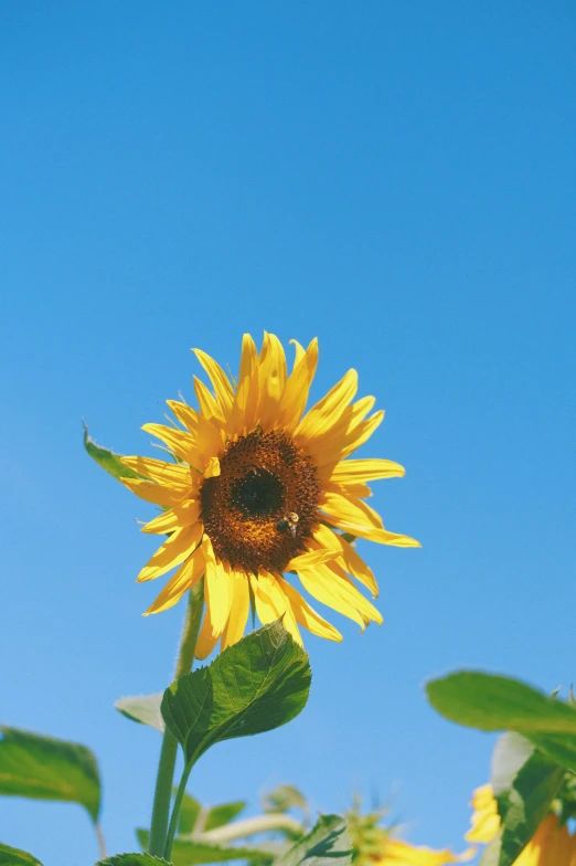 the sky is full of sunflowers with leaves around them