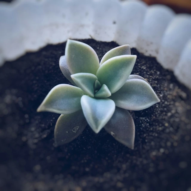 a small succulent with lots of soil in a pot