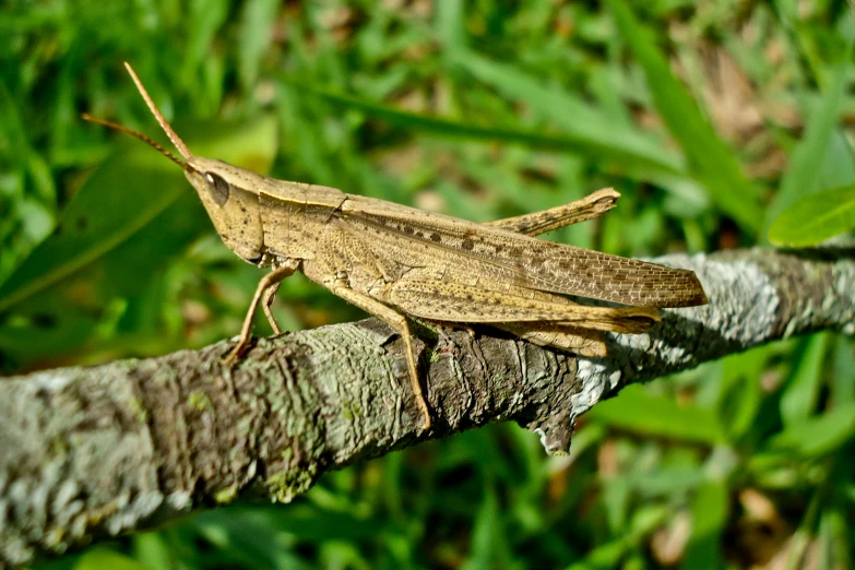 a bug sitting on top of a tree nch