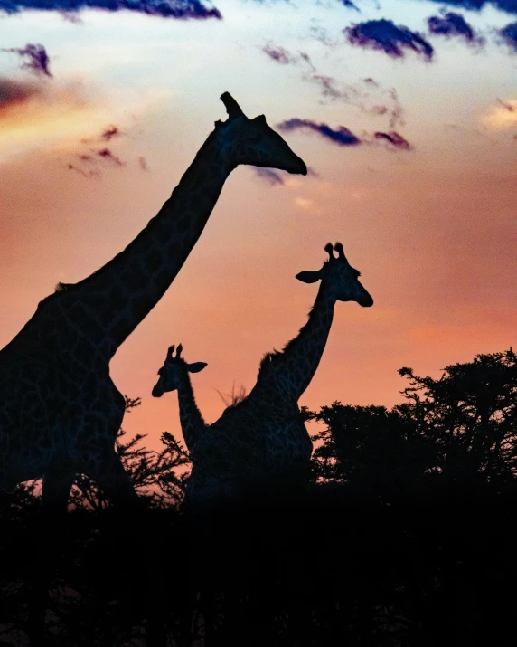 two giraffes are standing in silhouette at sunset