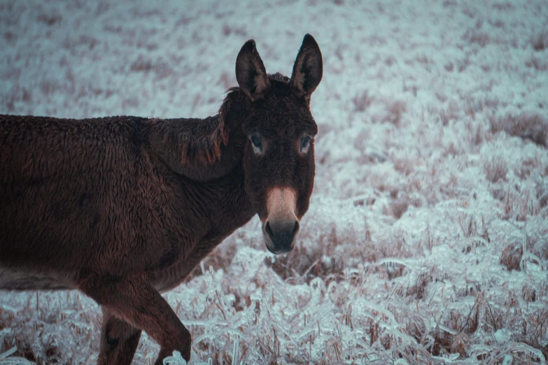 a small donkey is walking through an open field